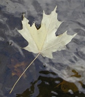 Yellow maple leaf floating on a stream.