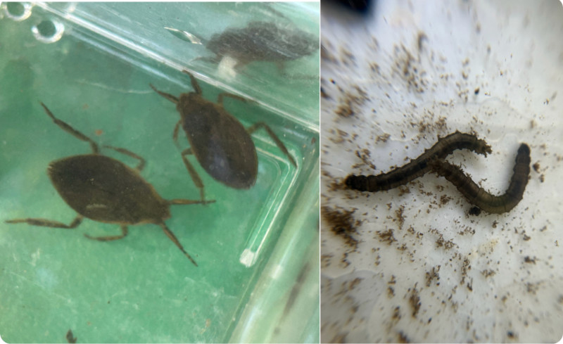 Macroinvertebrates in a Bronx Zoo BioBlitz sample.