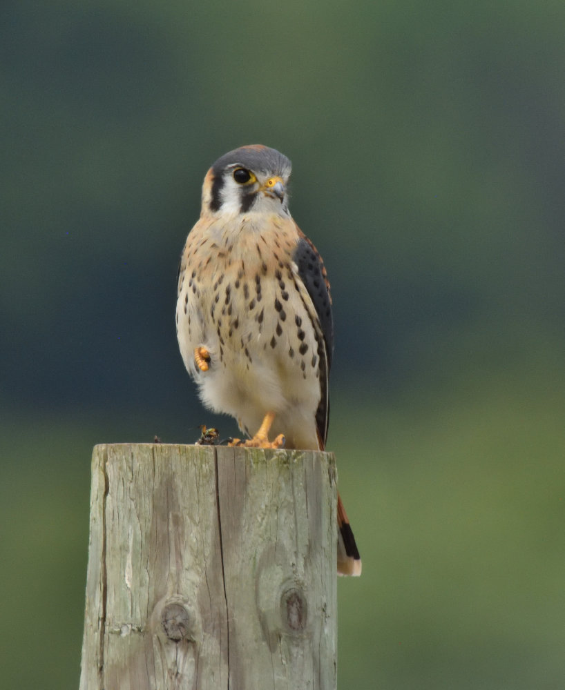 A male American kestrel resting on a fence post.