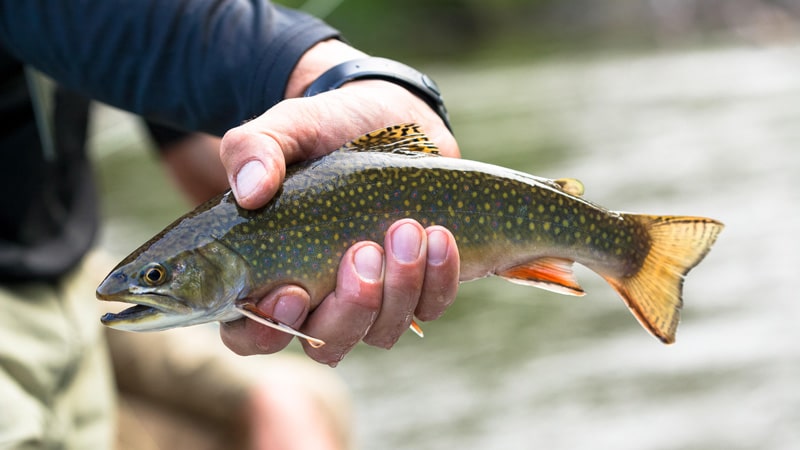 Photo of a hand holding a Brook Trout caught on the Manistee River, Michigan.