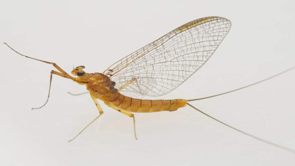 An adult mayfly captured near a Belize stream.