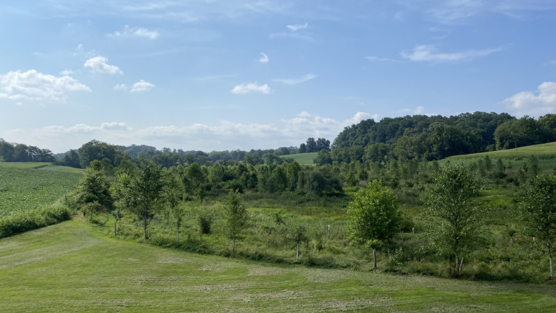 The riparian buffer on the Miller farm in 2023, seven years after planting.