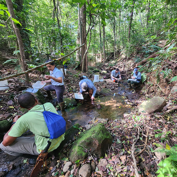 Scientists take samples from a Costa Rican stream during a nitrogen release experiment.