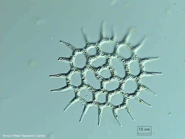 Pediastrum simplex, a wheel-shaped algae, viewed through a microscope.