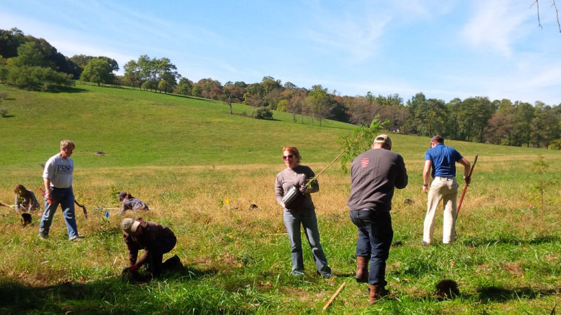 Volunteers plant trees at Buck Run Farm.