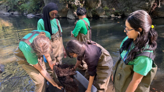 Project TRUE interns sample macroinvertebrates and small fish from an eel mop.