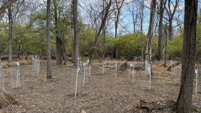 Trees protected from deer browsing in a riparian buffer planted by Scouts.