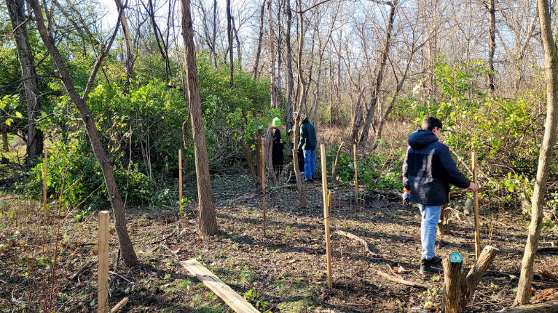 Native shrubs planted by Scouts to improve wildlife habitat and protect a stream.