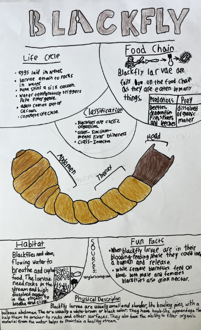 Middle school macroinvertebrate poster featuring black flies.