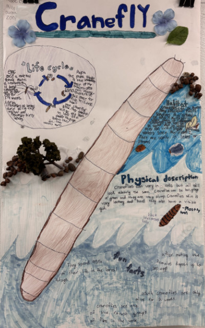 Radnor MS macroinvertebrate poster of a cranefly.