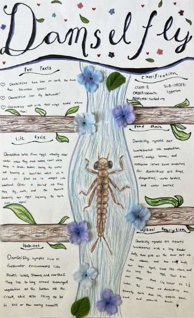 Middle school macroinvertebrate poster featuring damselflies.