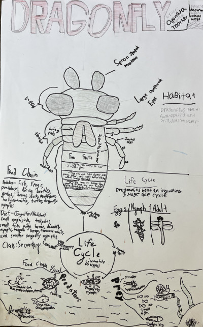 Middle school macroinvertebrate poster featuring dragonflies.