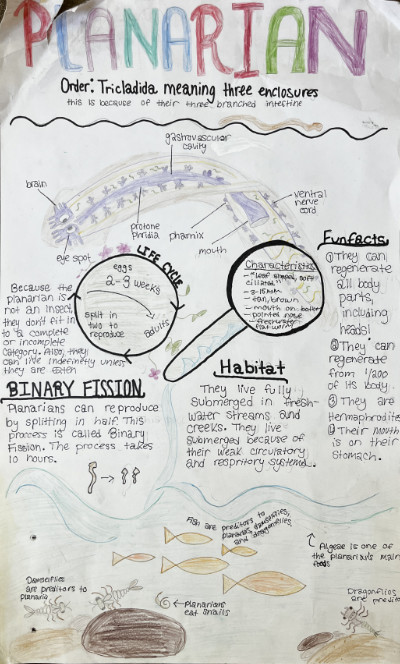 Middle school macroinvertebrate poster featuring planarians.