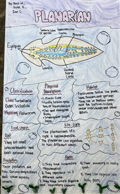 Middle school macroinvertebrate poster featuring planarians.