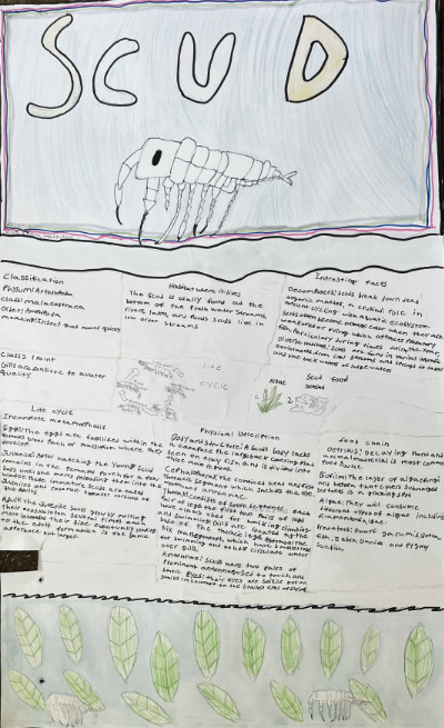 Middle school macroinvertebrate poster featuring scuds.