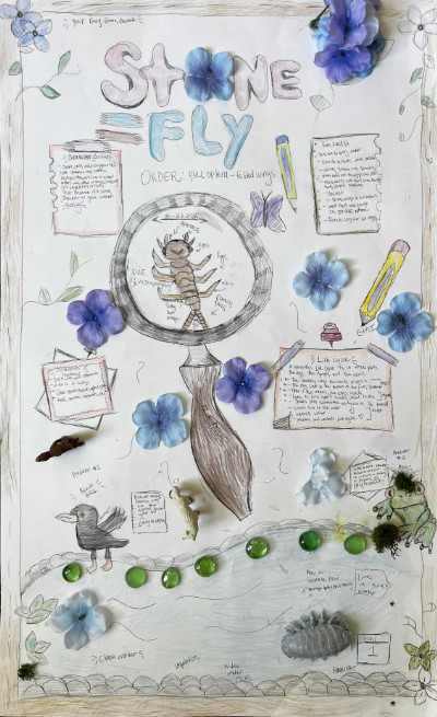 Middle school macroinvertebrate poster featuring stoneflies.