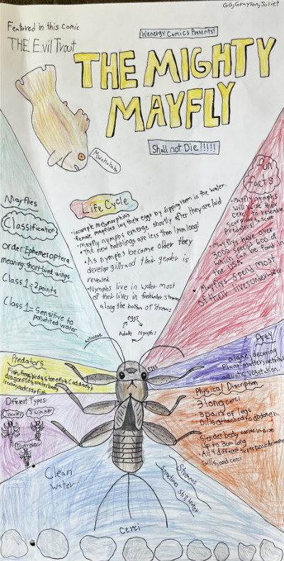 Middle school macroinvertebrate poster featuring mayflies.