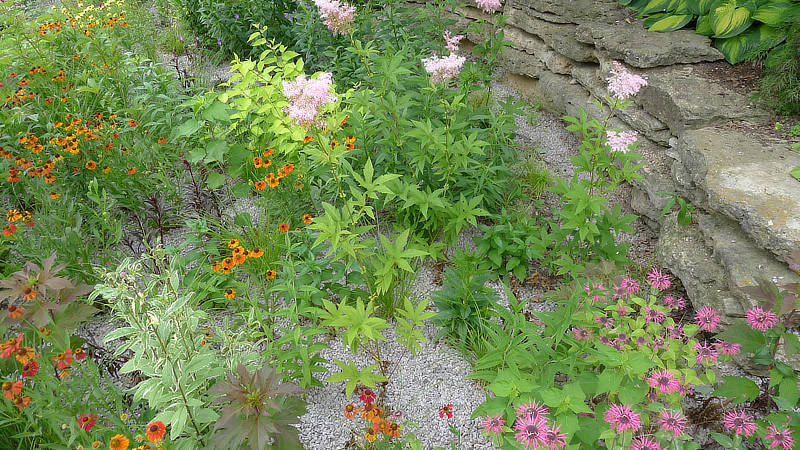 Brightly colored wildflowers blooming in a rain garden.
