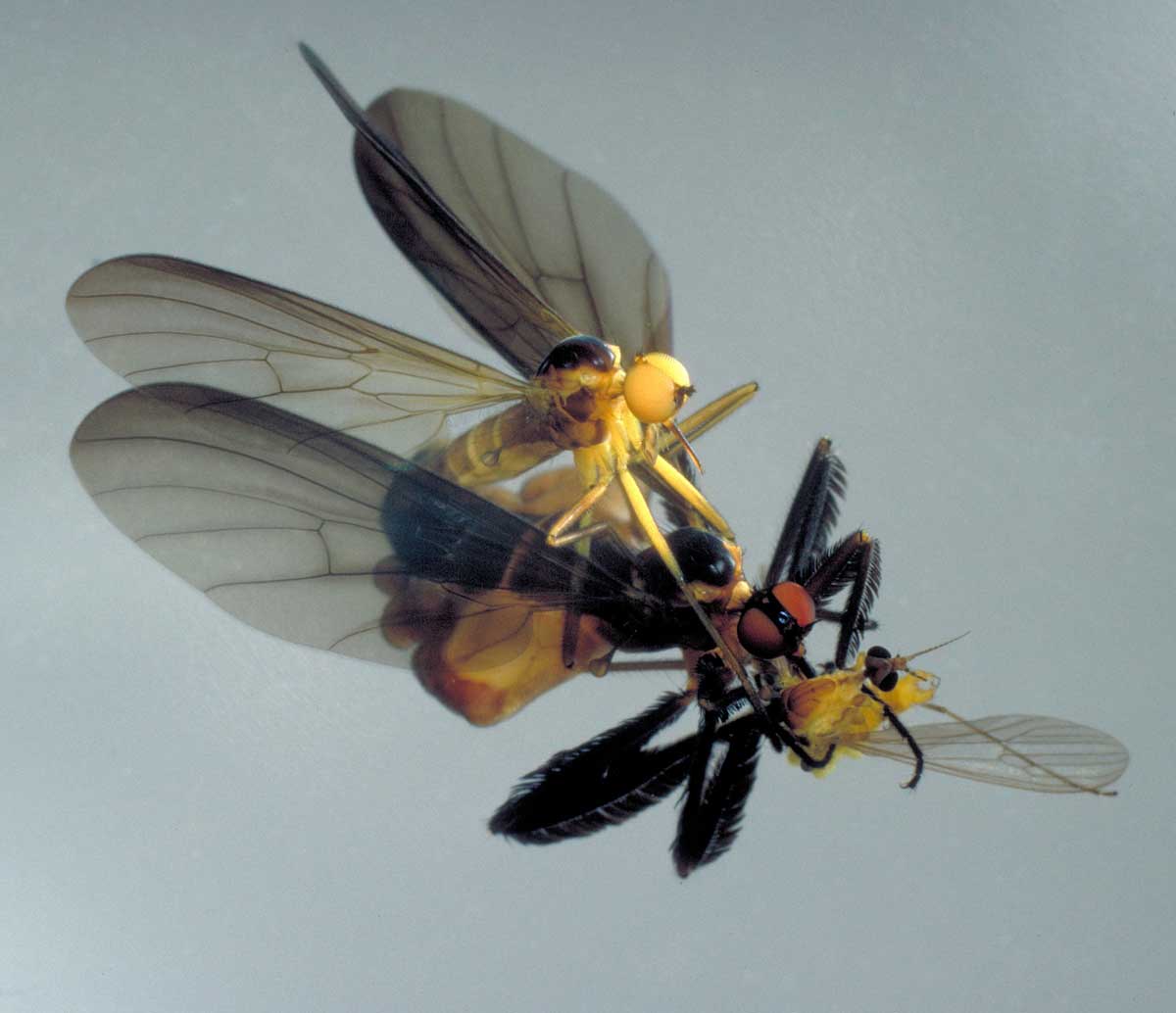 Rhamphomyia longicauda in copula