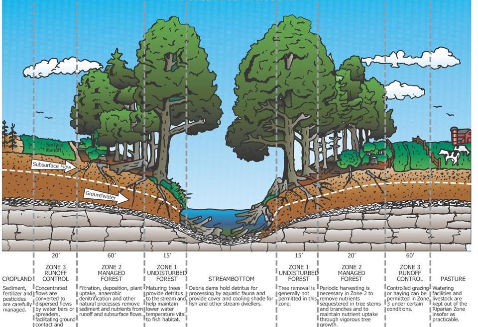 Diagram of surface runoff and subsurface and groundwater flow through a riparian forested buffer.