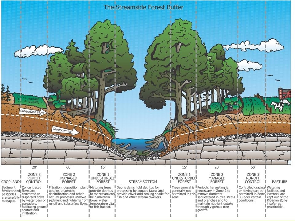 Diagram of surface runoff and subsurface and groundwater flow through a riparian forested buffer.