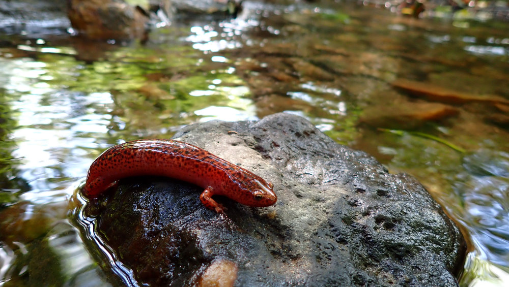 A red salamander sits on a rock in a stream.