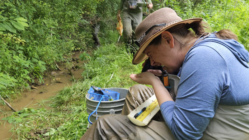 Scientist identifying organisms streamside with a hand lens.