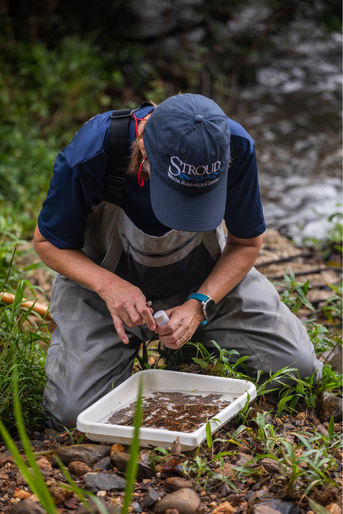 A scientist sampling macroinvertebrates from a stream in Belize.