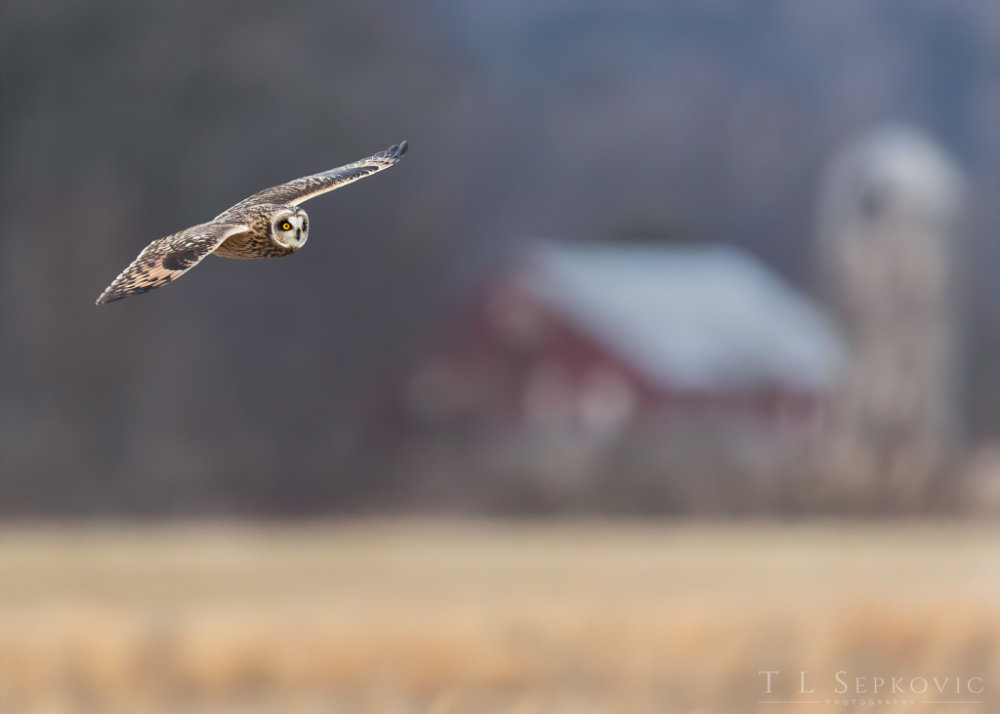 A short-eared owl in flight.