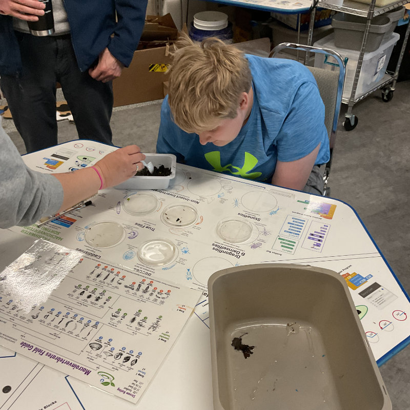 A student learns to identify stream insects from a leaf pack study.