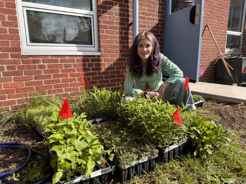 A teacher with flats of native plant plugs for a pollinator garden.