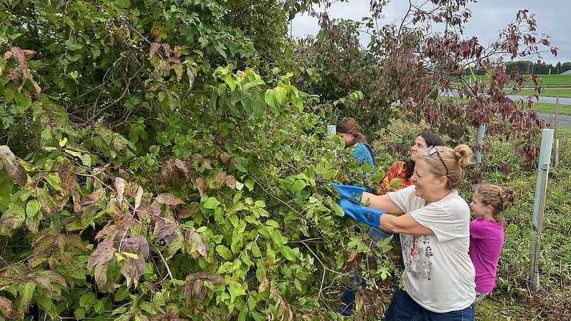 Church members remove invasive vines to restore a forest.