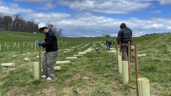 Volunteers plant New Bolton Center fodder shrubs.
