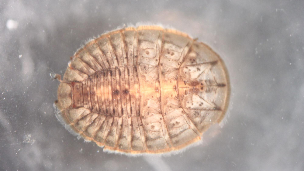 A water penny beetle larva from a stream in Belize.