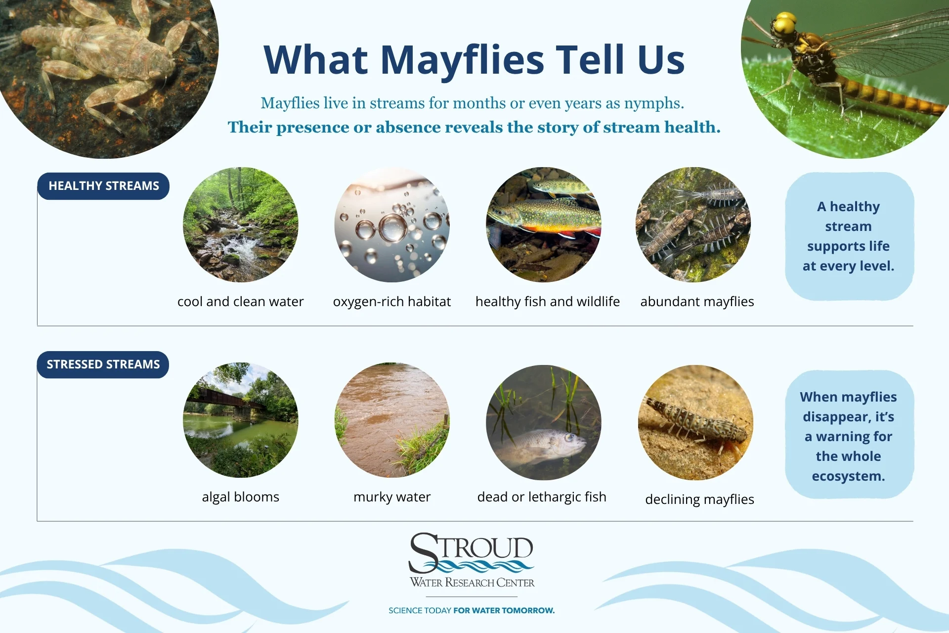 Mayfly presence or absence reveals the story of stream health.