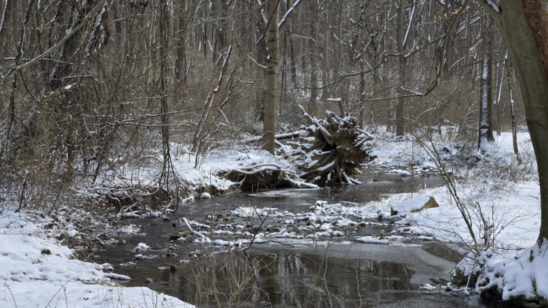 White Clay Creek forested reach in winter by Tim Smith.