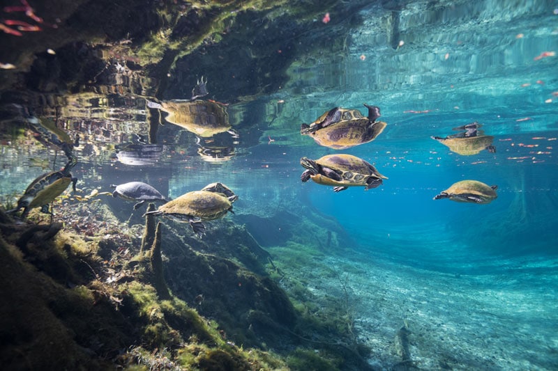 Freshwater turtles swimming in a Florida freshwater spring.