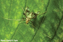 An adult midge sitting on a leaf.