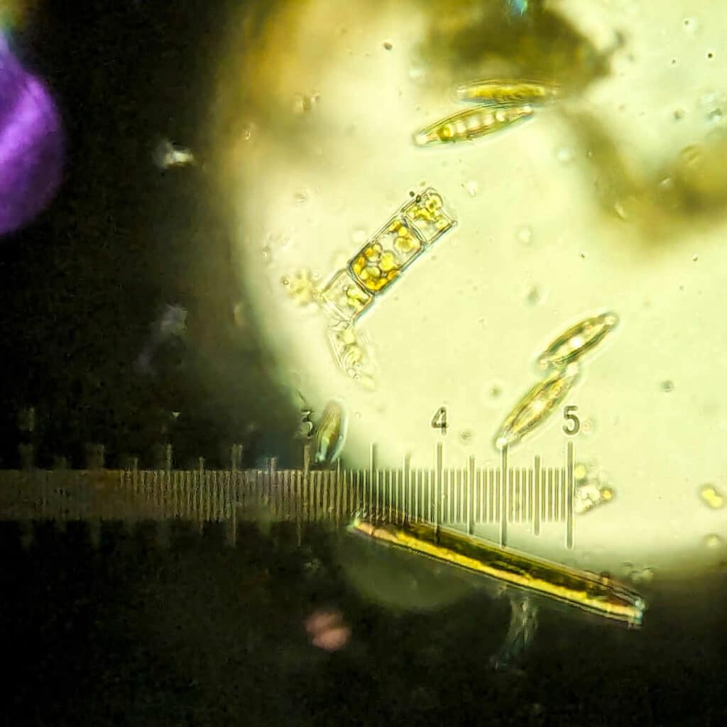 Algae from Valley Creek, Pennsylvania viewed under a microscope.