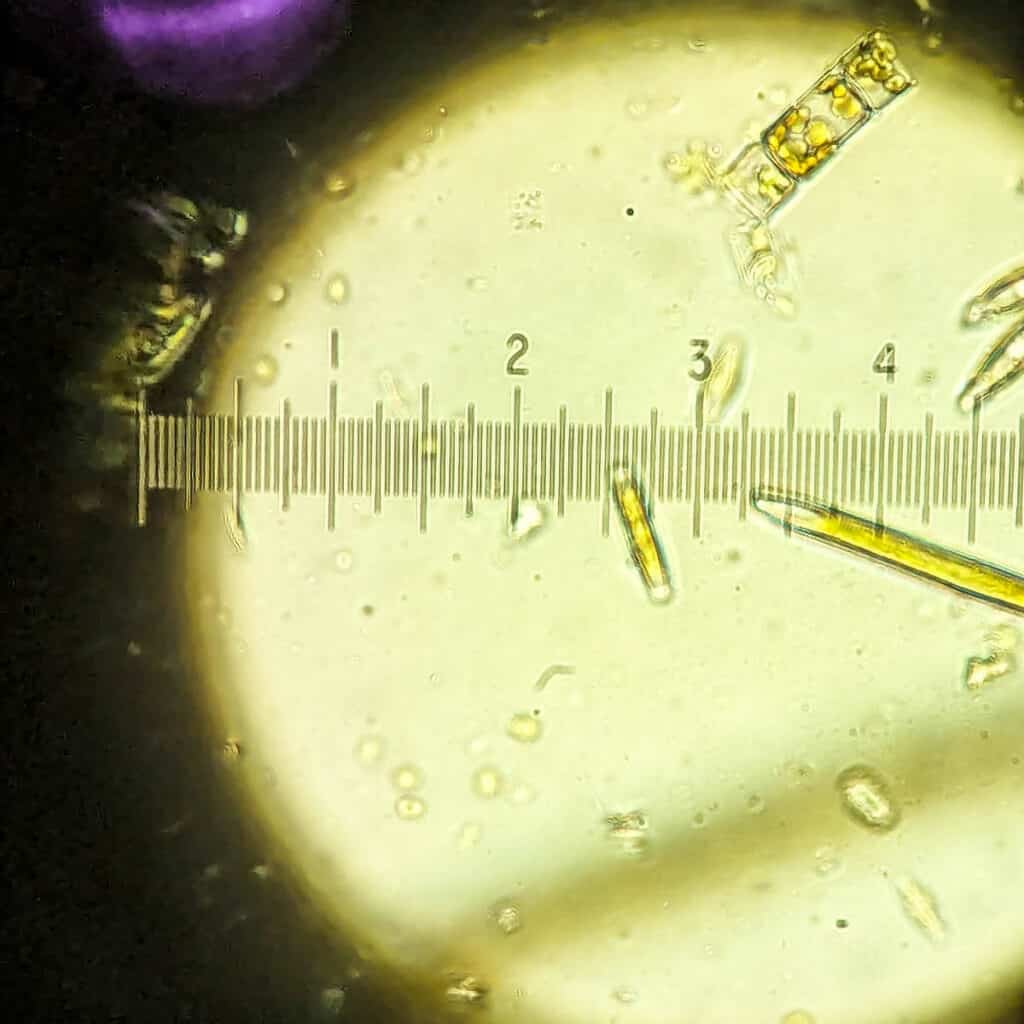 Algae from Valley Creek, Pennsylvania viewed under a microscope.
