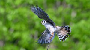 An American Kestrel lands on a tree branch.