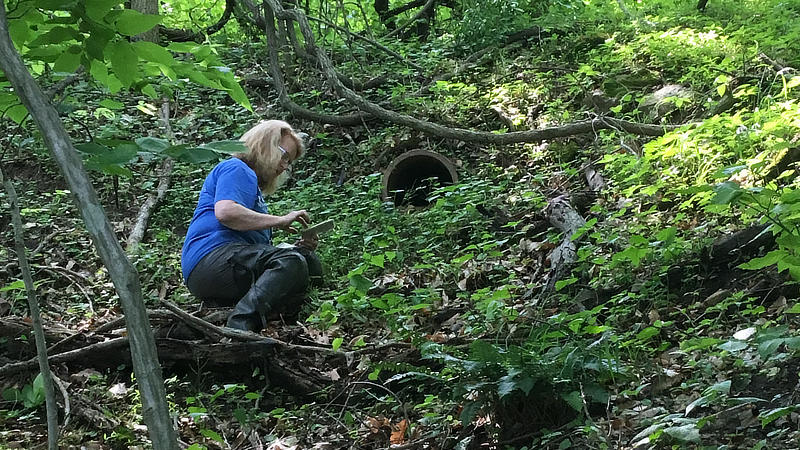 A scientist near a stormwater culvert in a forest records data on her phone.