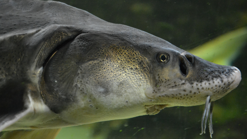 Large Atlantic sturgeon swims in deep blue salty water, close-up photo.