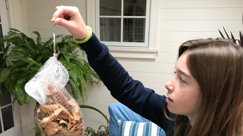 A student weighs dried leaves in a mesh bag in preparation for a leaf pack project.