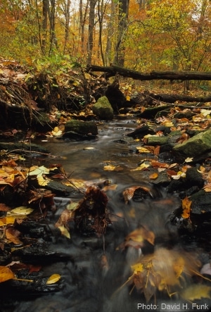 Autumn stream by David H. Funk