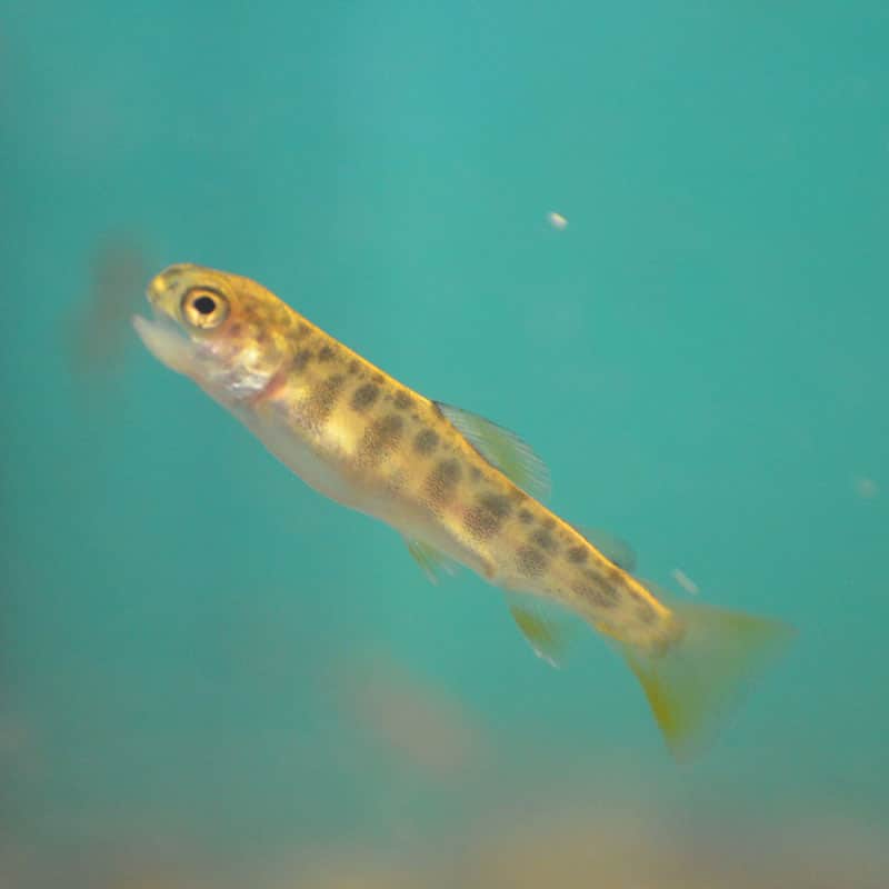 A baby brook trout in a fish tank.