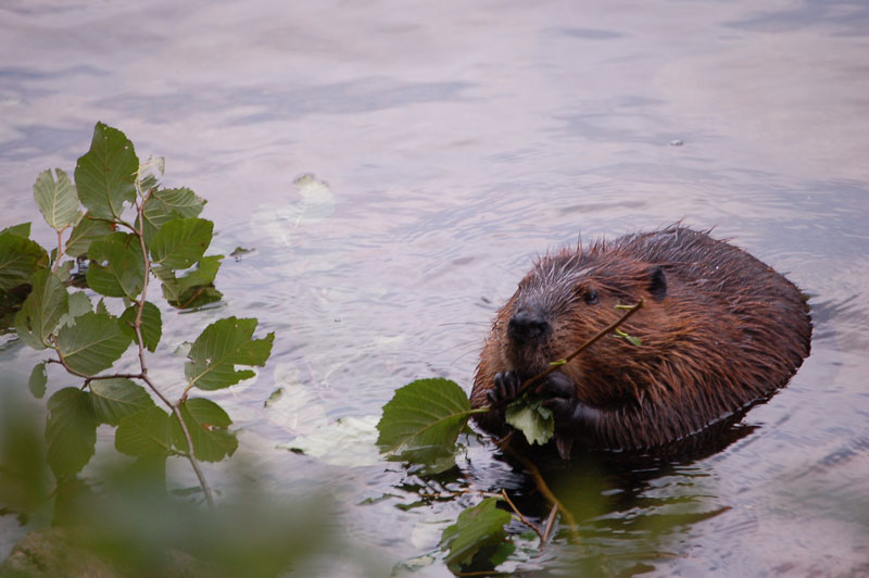 Nature’s Engineers: Beavers Provide Benefits to Streams