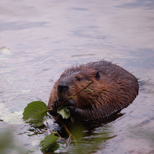 Beaver eating leaves in Maine.