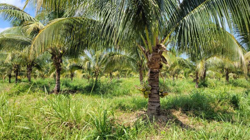 Rows of coconut trees at Silk Grass Farms in Belize.