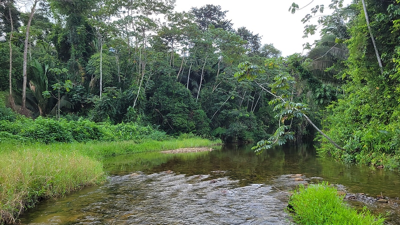 A rocky stream flows through a forest in Belize.